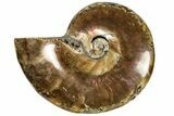 Red Flash Ammonite Fossil - Madagascar #187282-1